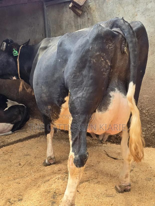 Girilando Crossbred - thumbnail 4