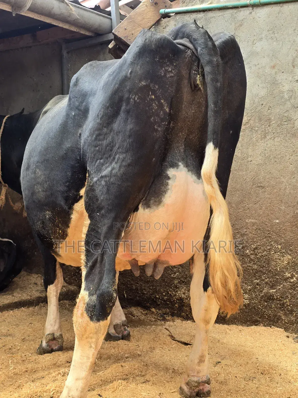 Girilando Crossbred