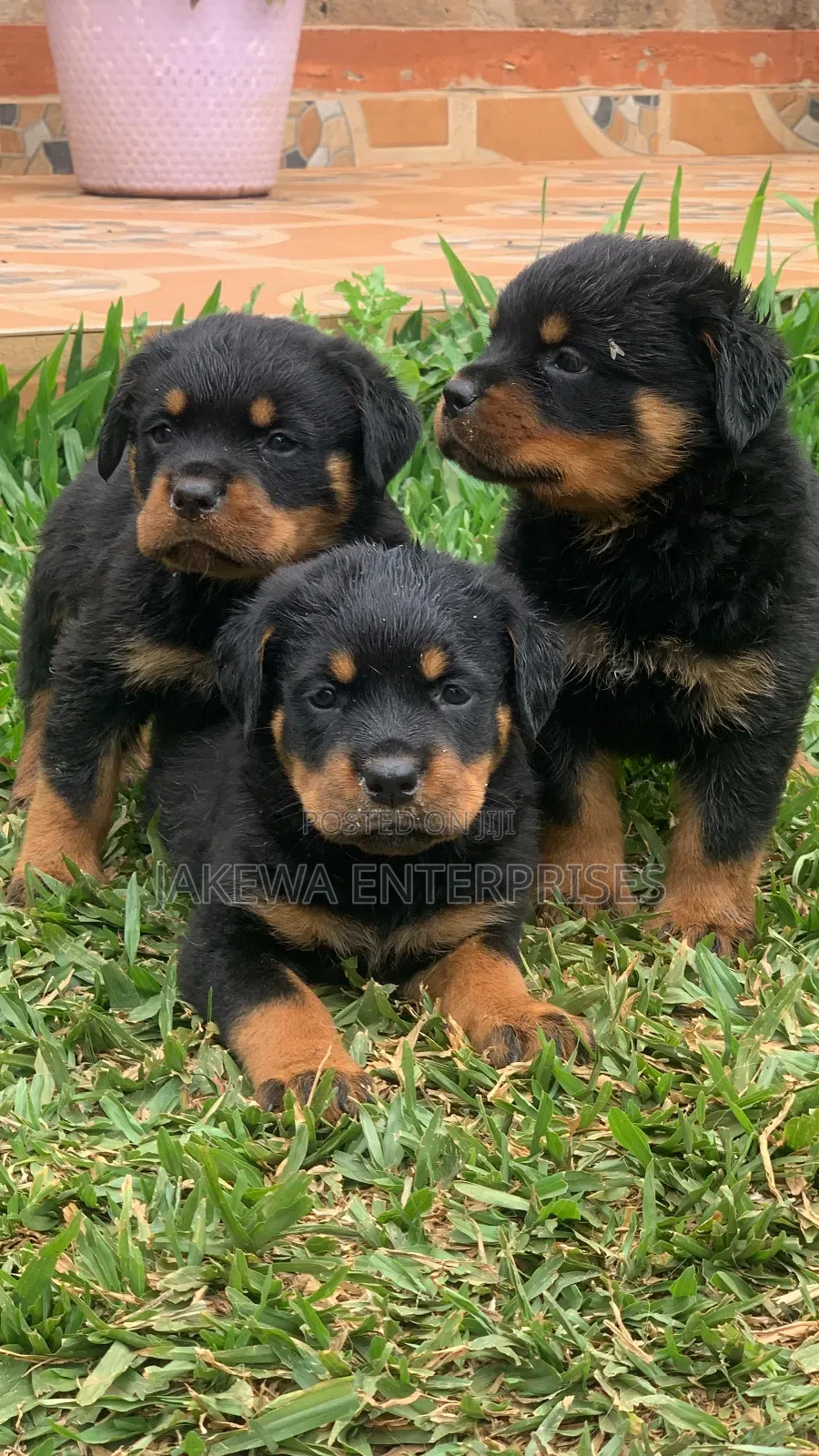 1-3 months Male Purebred Rottweiler