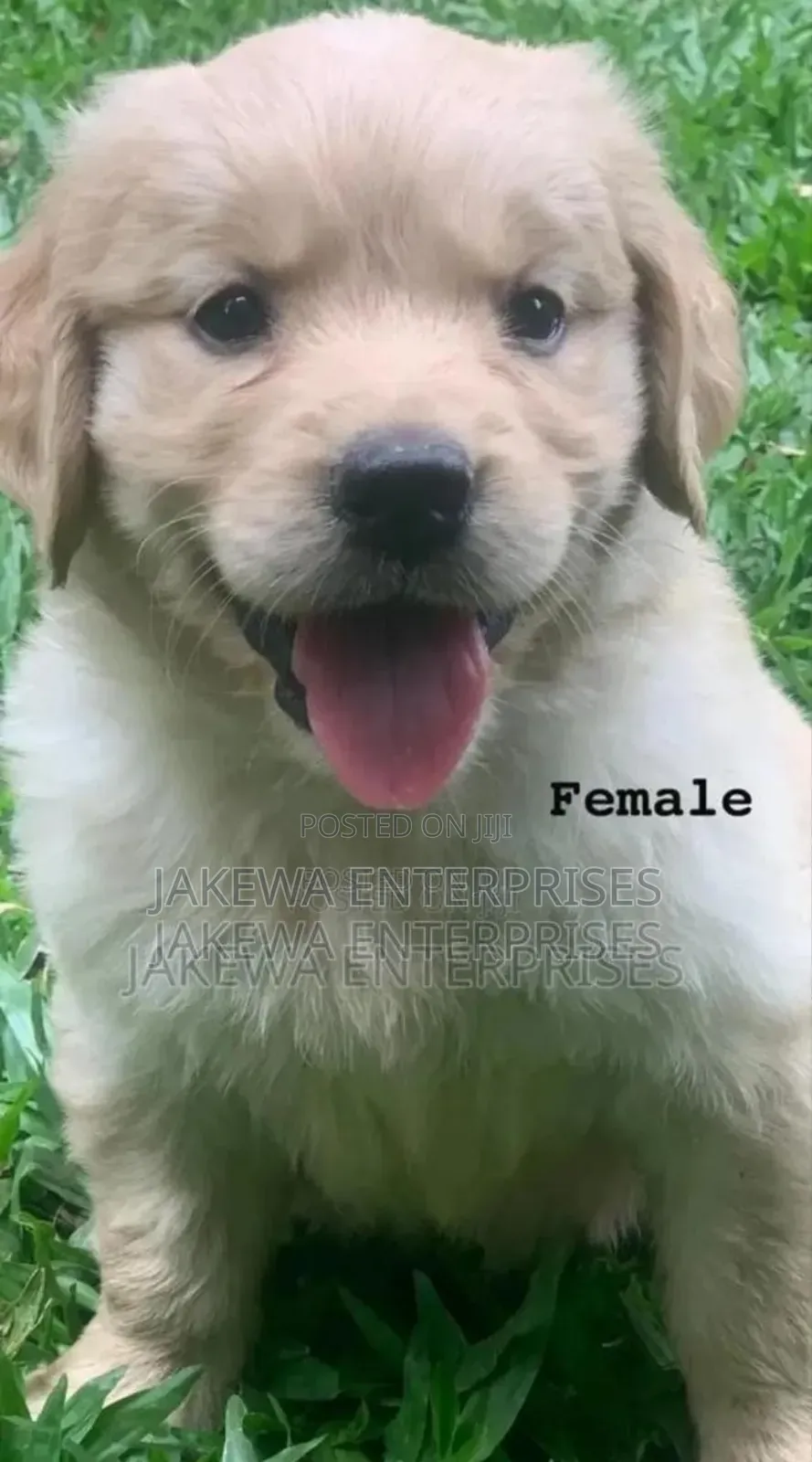 1-3 months Female Purebred Golden Retriever