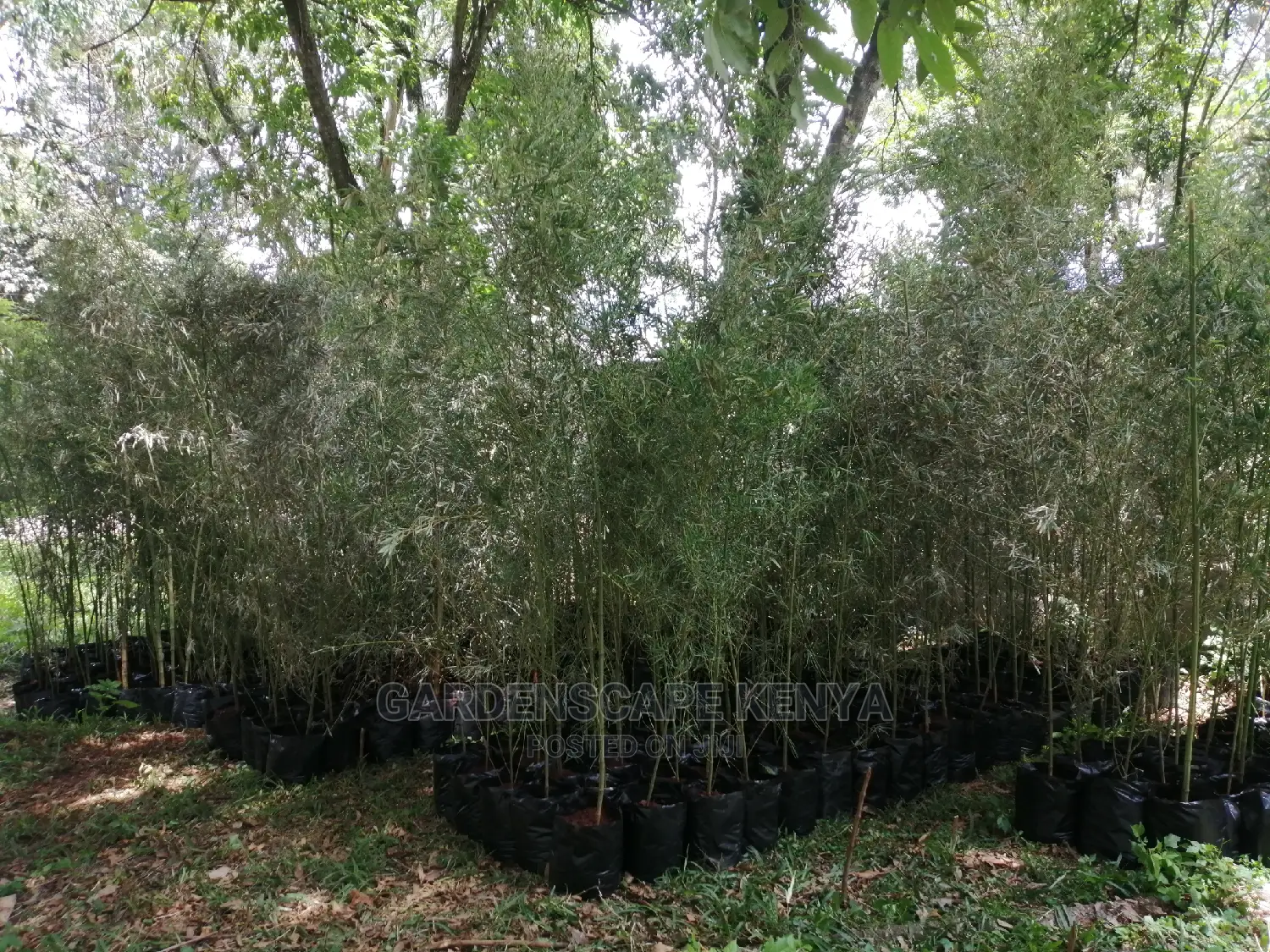 Tall Bamboos Trees for Sale