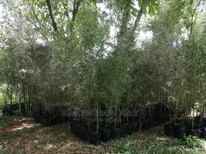 Tall Bamboos Trees for Sale