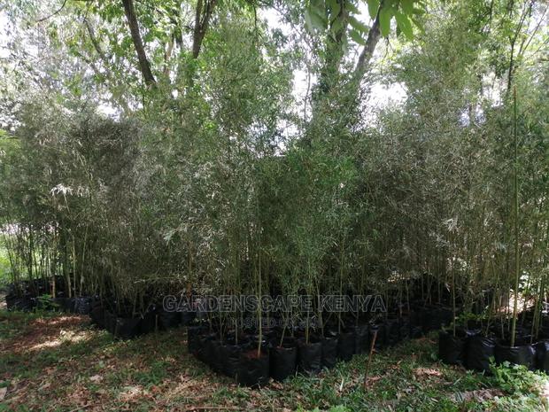 Tall Bamboos Trees for Sale