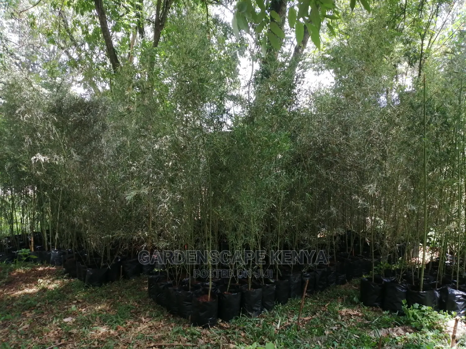 Tall Bamboos Trees for Sale
