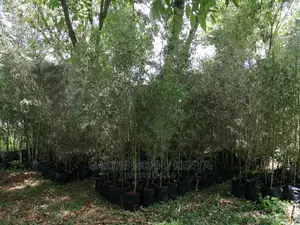Tall Bamboos Trees for Sale