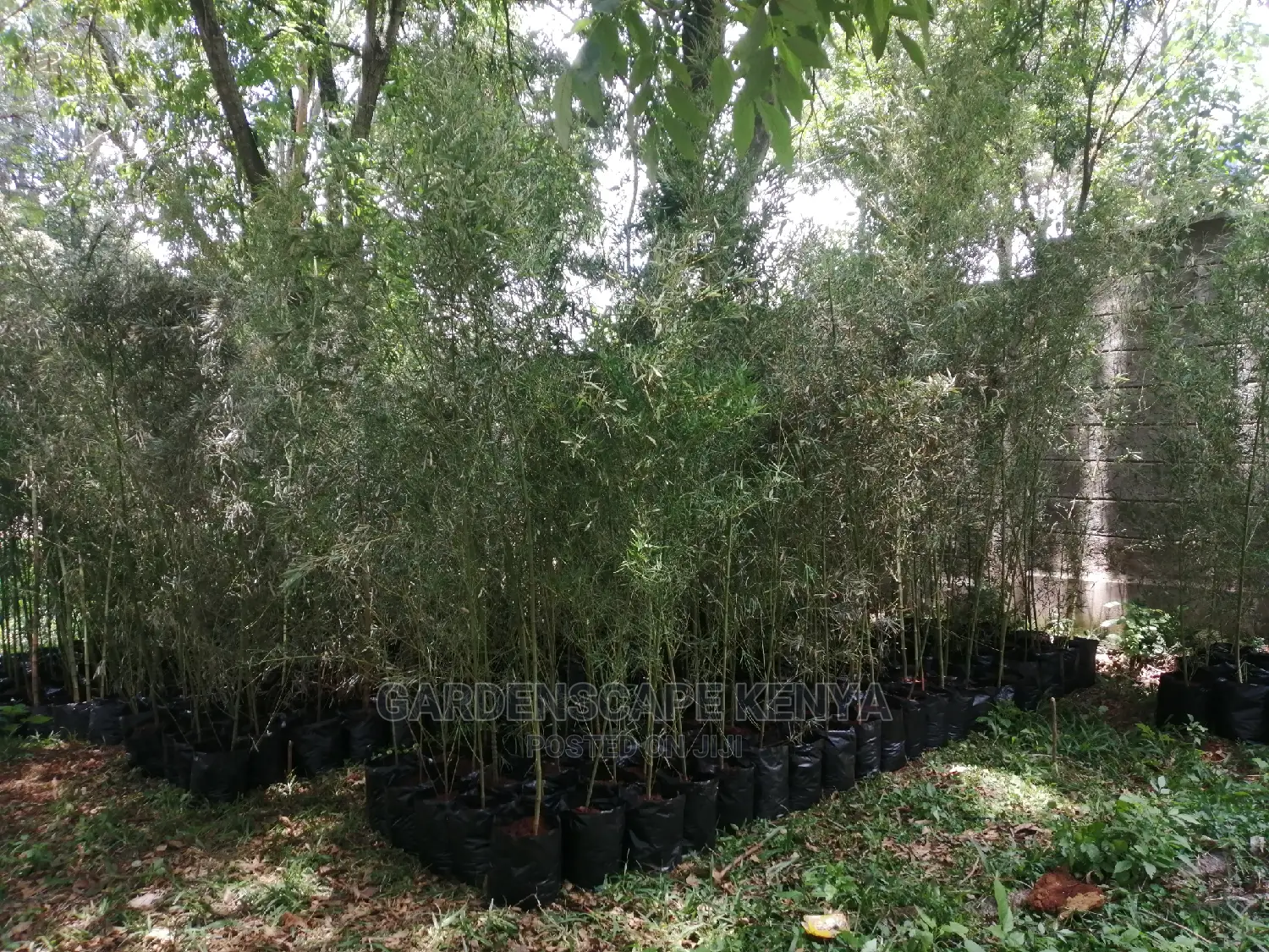 Tall Bamboos Trees for Sale