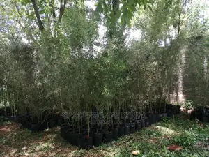 Tall Bamboos Trees for Sale