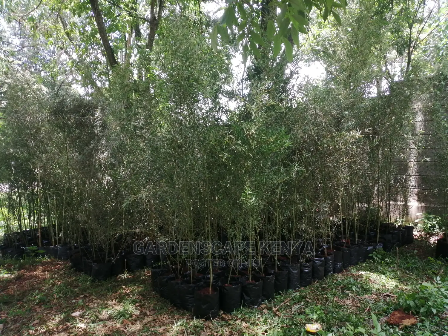 Tall Bamboos Trees for Sale