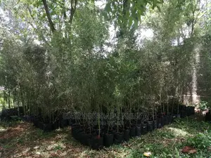 Tall Bamboos Trees for Sale