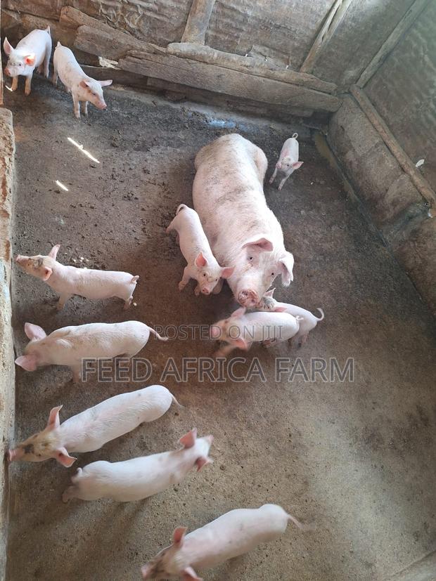 Pigs for Sale - thumbnail 10