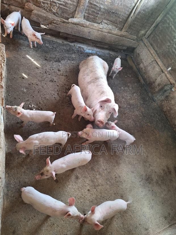 Pigs for Sale - thumbnail 11