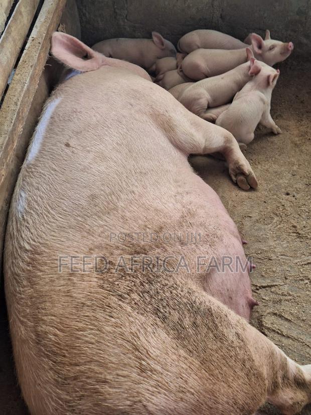 Pigs for Sale - thumbnail 12