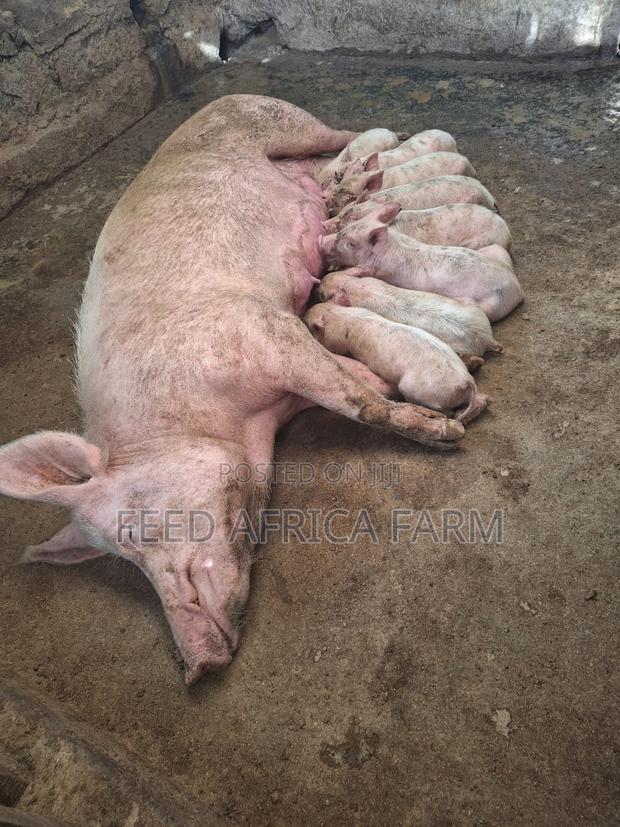 Pigs for Sale - thumbnail 13