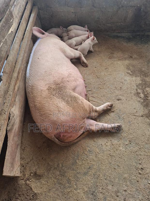 Pigs for Sale - thumbnail 14