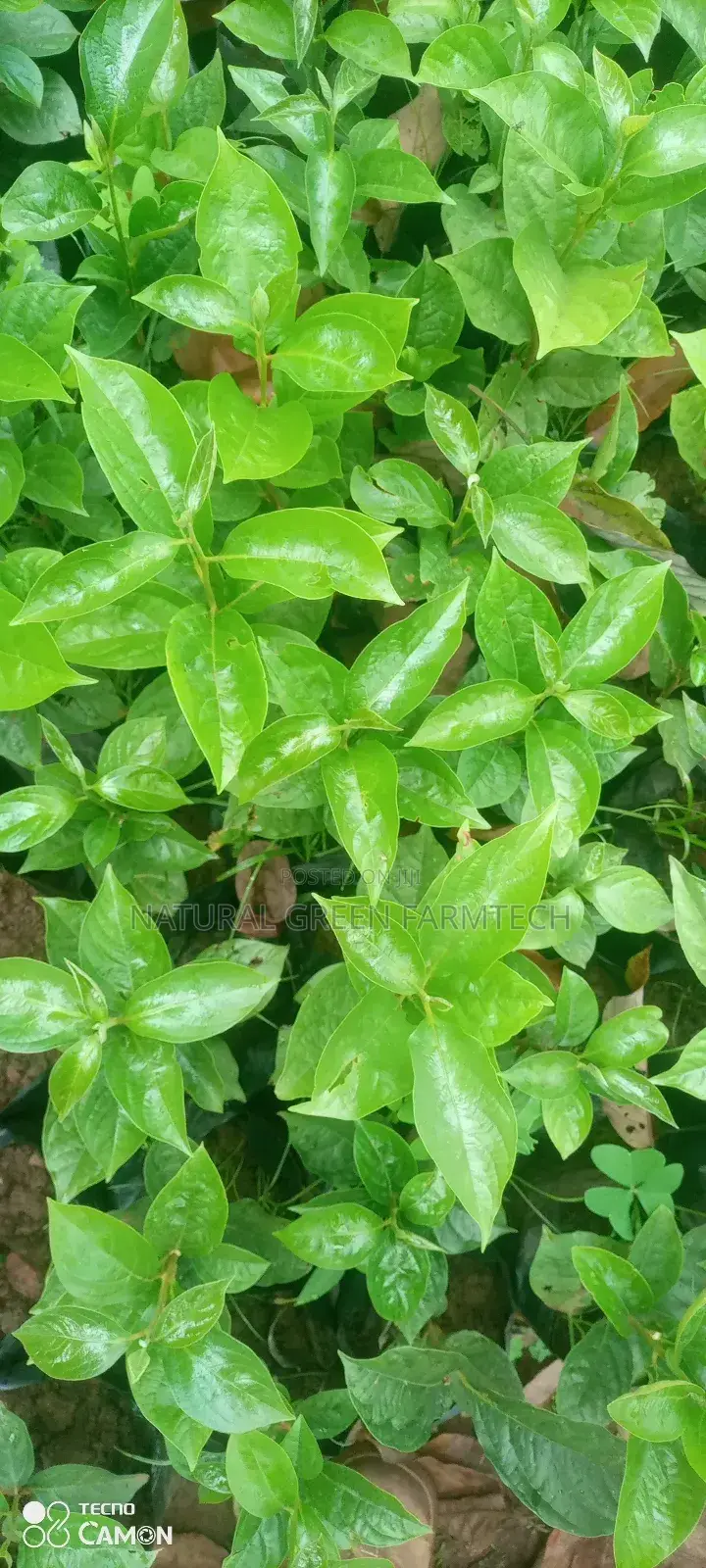 Persimmon Fruit Seedlings
