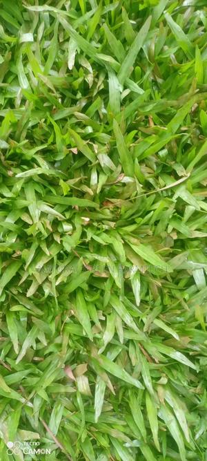 Pemba Grass - thumbnail 2
