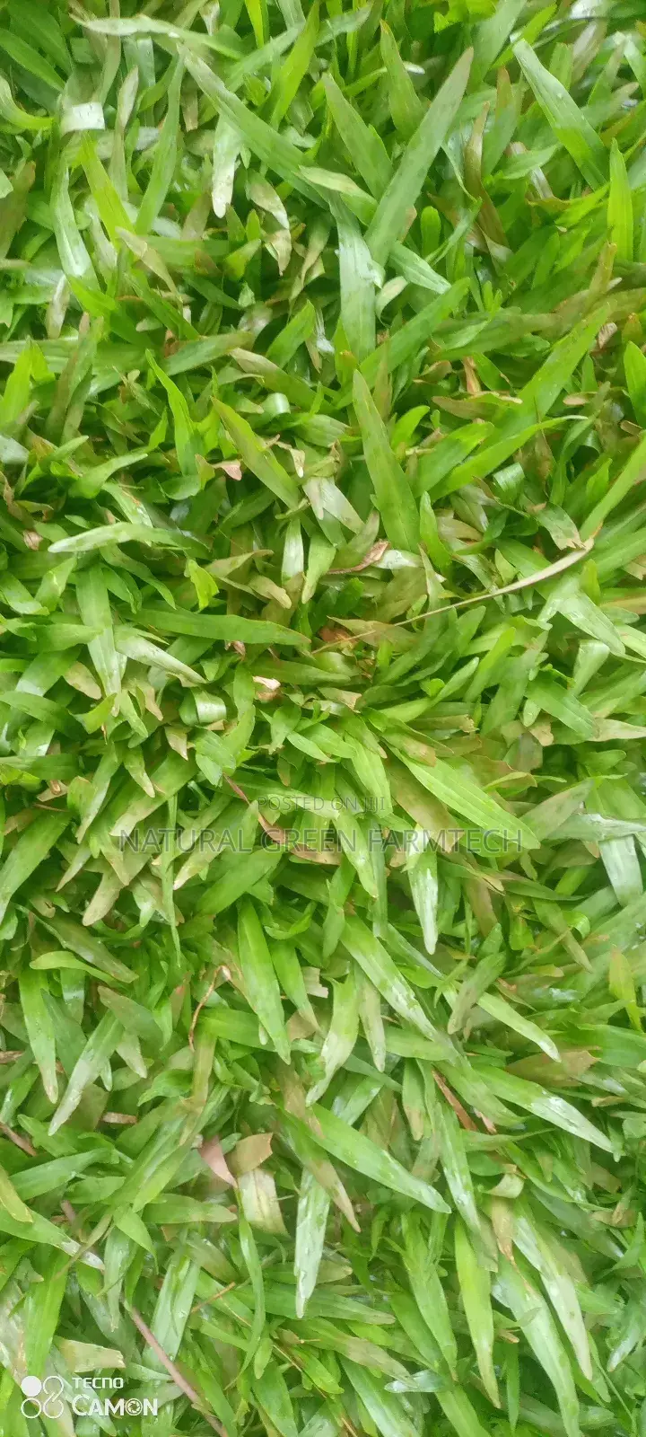 Pemba Grass