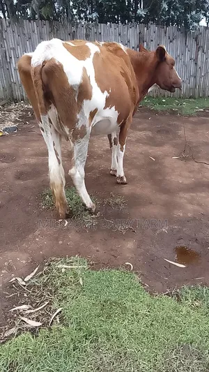 Standard Asha Heifer