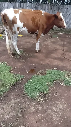 Standard Asha Heifer