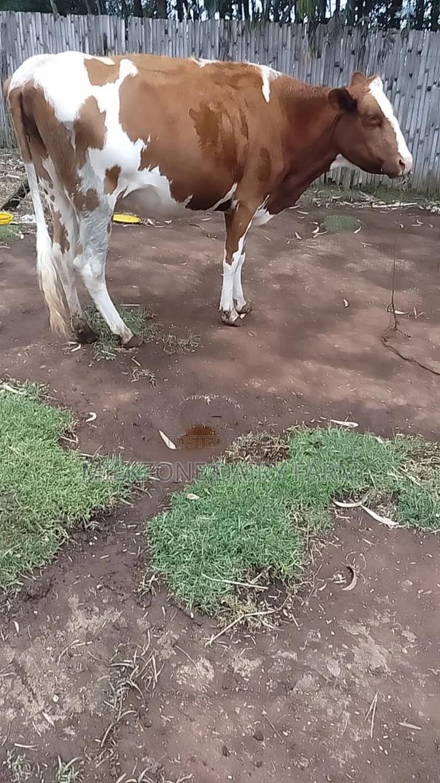 Standard Asha Heifer - thumbnail 2