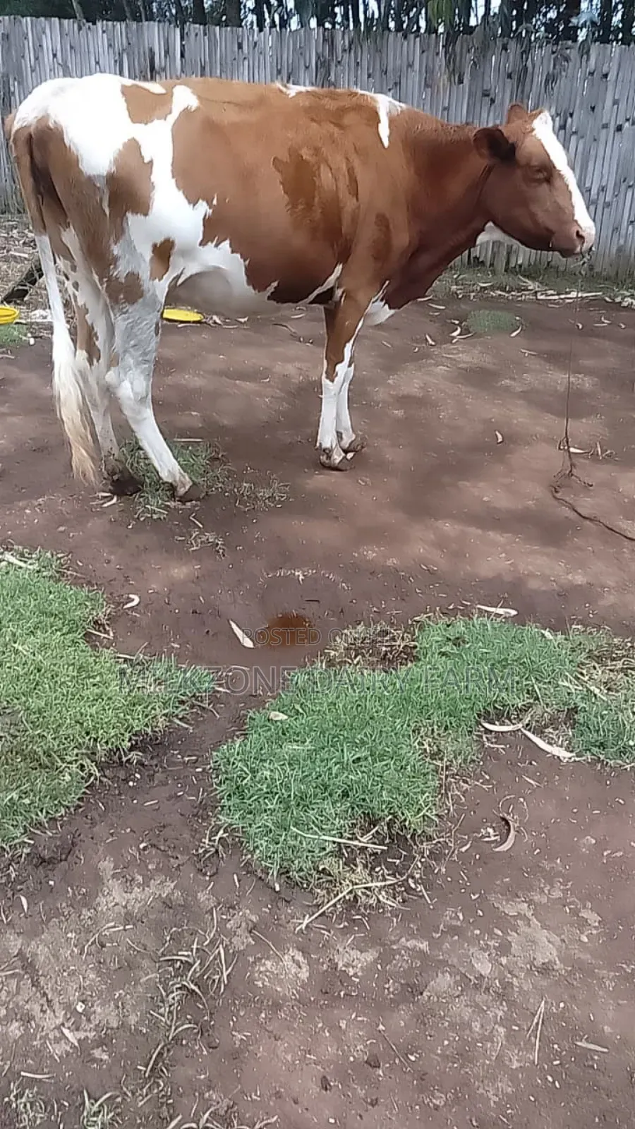Standard Asha Heifer