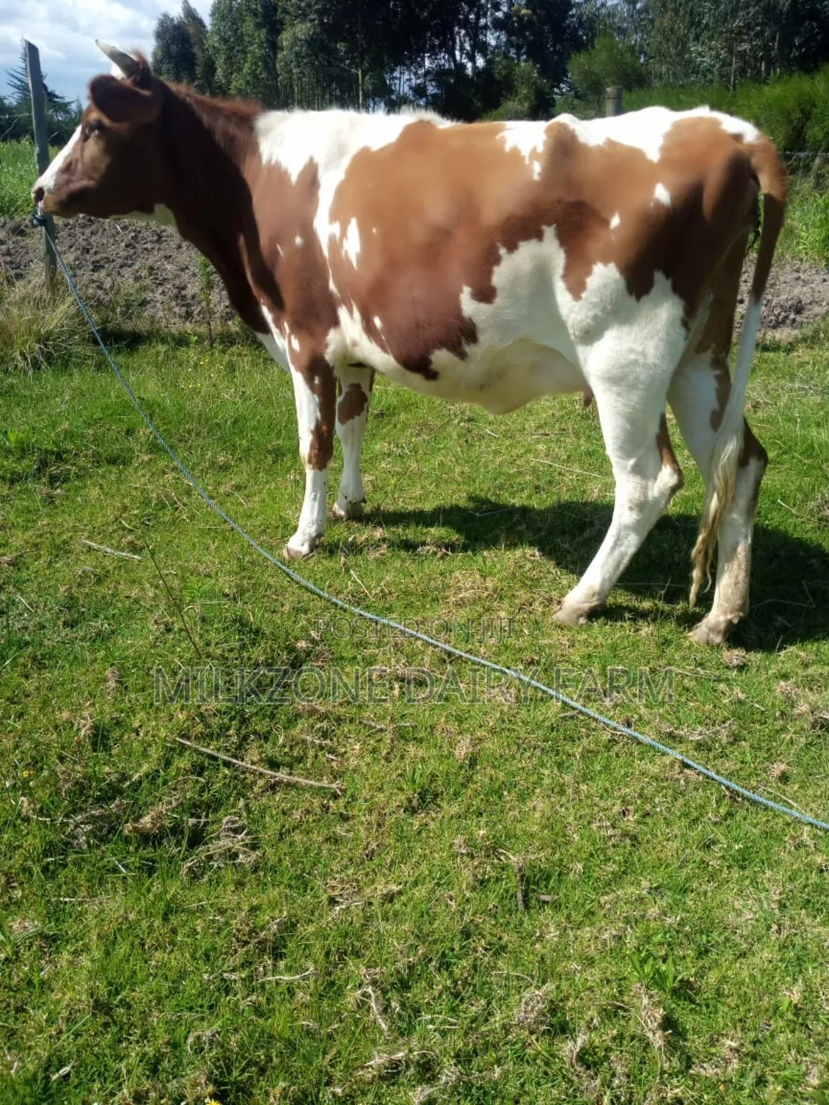 Standard Asha Heifer