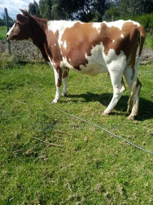 Standard Asha Heifer