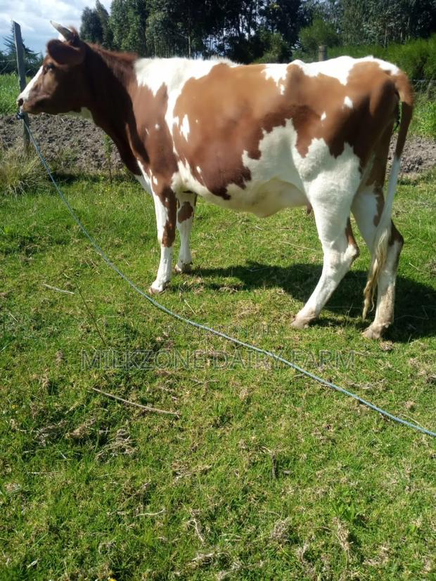 Standard Asha Heifer - thumbnail 3
