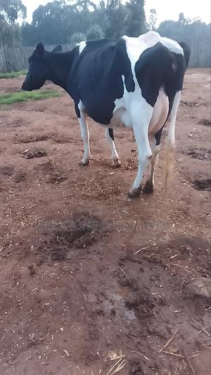 Second Culfing Frisian - main view