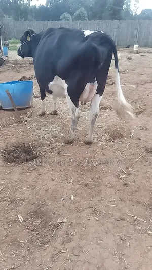 Second Culfing Frisian