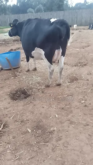 Second Culfing Frisian