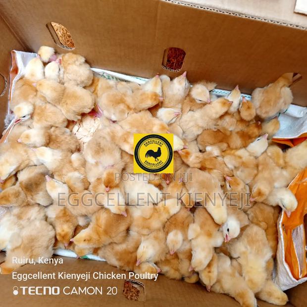 3 Days Vaccinated Improved Kienyeji Chicks - main view