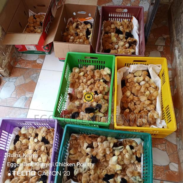 3 Days Vaccinated Improved Kienyeji Chicks - thumbnail 3