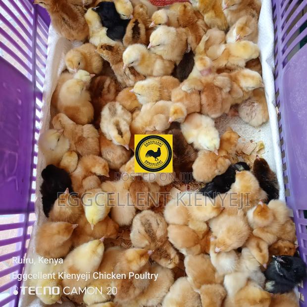 3 Days Vaccinated Improved Kienyeji Chicks - thumbnail 4