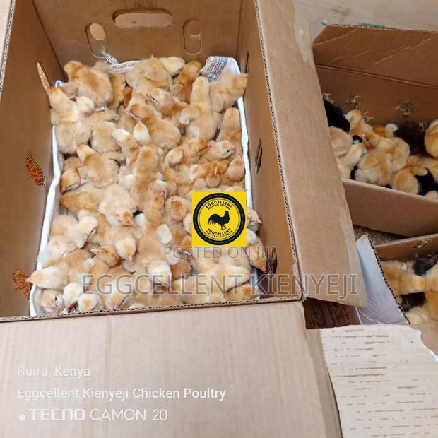 3 Days Vaccinated Improved Kienyeji Chicks - thumbnail 5