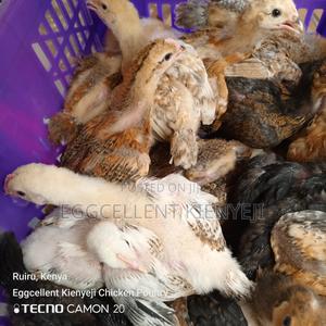 4 Weeks Fully Vaccinated Improved Kienyeji Chicks - thumbnail 2