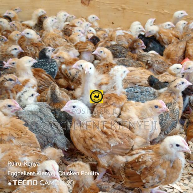4 Weeks Fully Vaccinated Improved Kienyeji Chicks - thumbnail 3