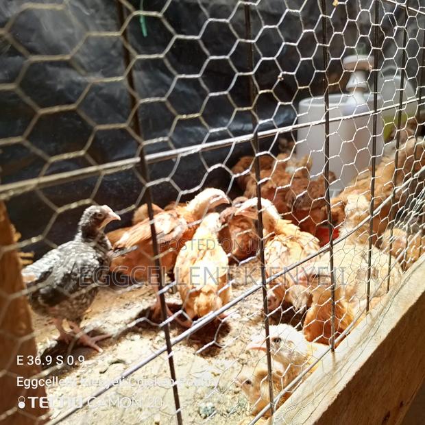 4 Weeks Fully Vaccinated Improved Kienyeji Chicks - thumbnail 4