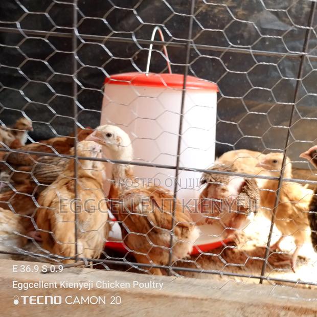 4 Weeks Fully Vaccinated Improved Kienyeji Chicks - thumbnail 5