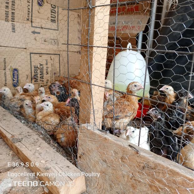 4 Weeks Fully Vaccinated Improved Kienyeji Chicks - thumbnail 6