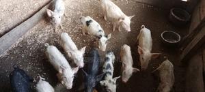 Piglets for Sale - main view