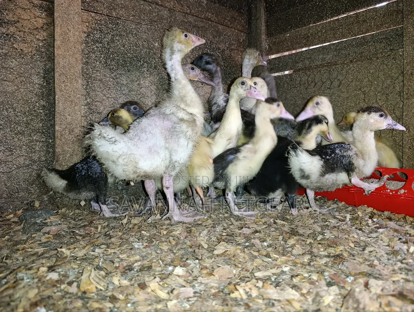 Small Domestic Black and White Ducklings Muscovy Mulard Breed