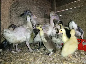 Small Domestic Black and White Ducklings Muscovy Mulard Breed