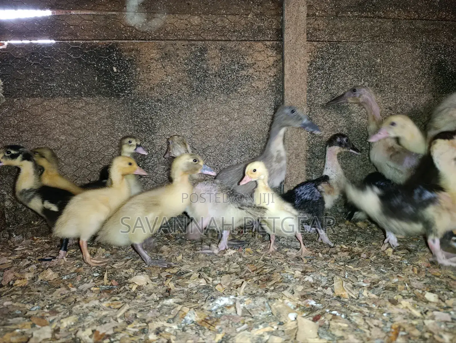 Small Domestic Black and White Ducklings Muscovy Mulard Breed