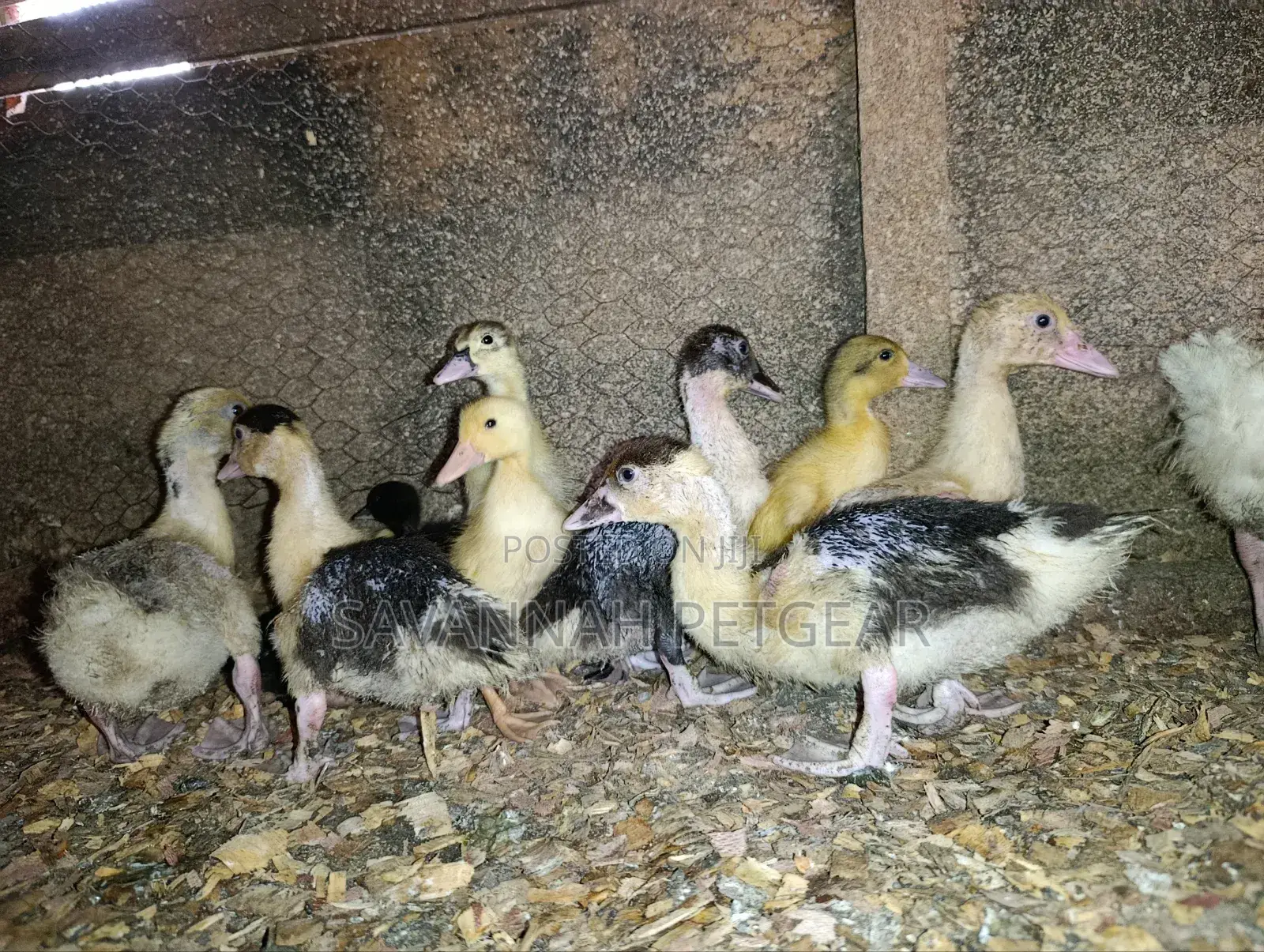 Small Domestic Black and White Ducklings Muscovy Mulard Breed