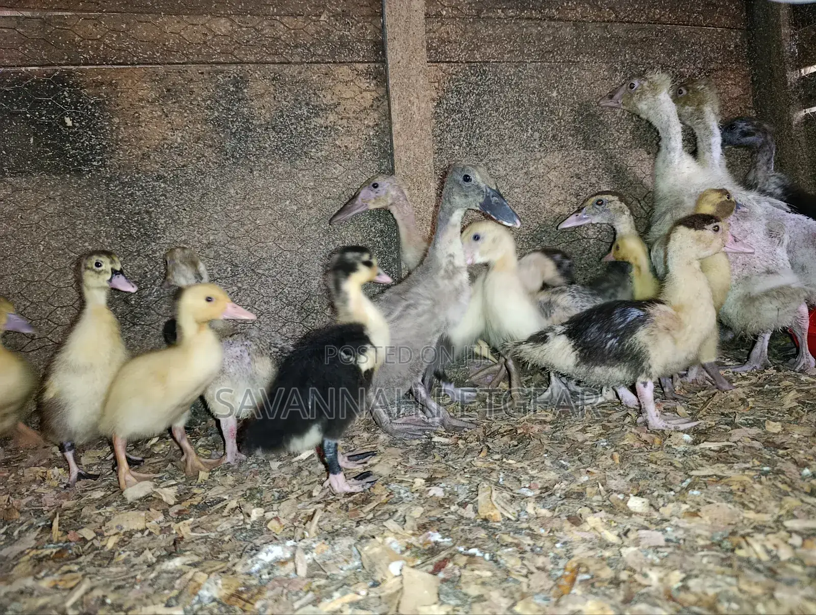 Small Domestic Black and White Ducklings Muscovy Mulard Breed