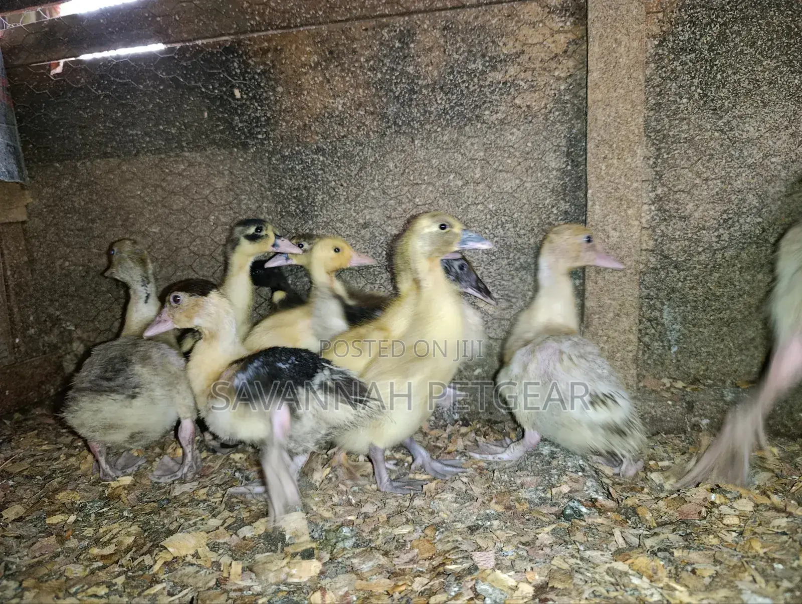 Small Domestic Black and White Ducklings Muscovy Mulard Breed