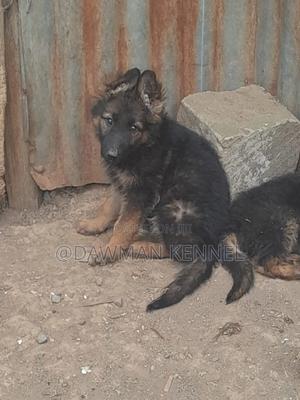 1-3 months Male Purebred German Shepherd - thumbnail 2