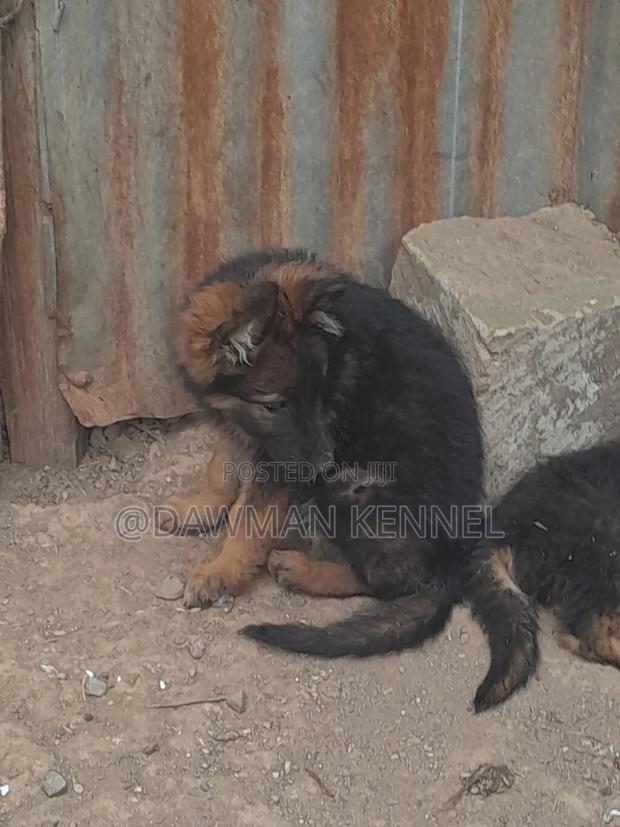 1-3 months Female Purebred German Shepherd - main view