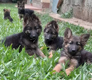 1-3 months Female Purebred German Shepherd
